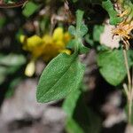 Hypochaeris robertia Hoja