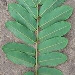 Dalbergia saxatilis Leaf