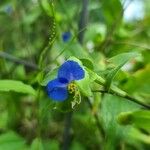 Commelina erectaÕis