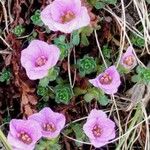 Petrocallis pyrenaica Flower