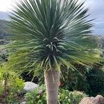 Dracaena draco Blad