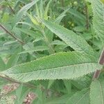 Vernonia noveboracensis Leaf