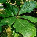 Quercus bicolor পাতা