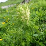 Pedicularis foliosa 叶