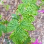 Rubus spectabilis برگ