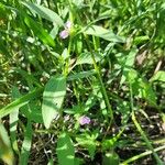 Justicia heterocarpa Bloem