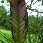 Wallisia anceps Fruit