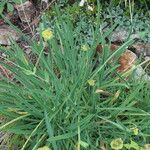 Bupleurum stellatum Leaf