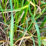 Poa trivialis Outro