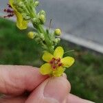 Verbascum nigrum花