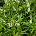 Lysimachia clethroides Habitatea