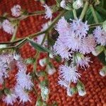 Ageratum conyzoides Цвят