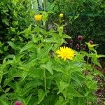 Heliopsis helianthoides Habit