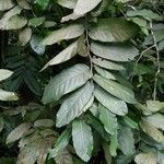 Inocarpus fagifer Лист