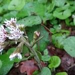 Petasites pyrenaicusЦвят