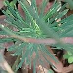 Euphorbia seguieriana 叶