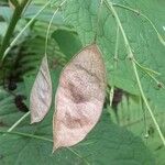 Lunaria rediviva Плод