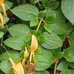 Lonicera japonica Leaf