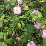 Convolvulus arvensis花