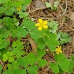 Oxalis strictaBlüte