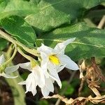 Solanum chenopodioides Kvet
