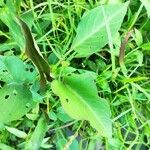 Ipomoea aquatica Leaf