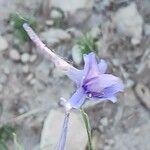 Delphinium gracile 花