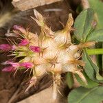 Trifolium spumosum Fleur