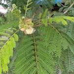 Acacia angustissima Hoja