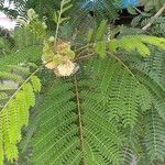 Acacia angustissima Лист