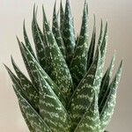 Aloe variegata Φύλλο