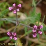 Turgenia latifolia Ostatní