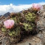 Tephrocactus alexanderi Hábito