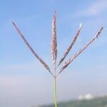 Bothriochloa ischaemum Flower