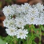 Iberis amara Flower