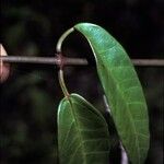 Blepharodon pictum Coajă