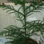 Araucaria heterophyllaFolha