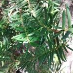 Taxus canadensis 葉