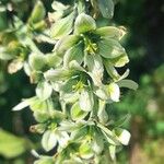 Veratrum album Flor