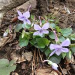 Viola rostrata Habit