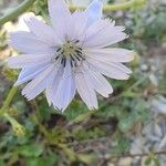 Cichorium endivia花