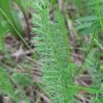 Achillea nobilisLapas