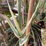 Phalaris arundinacea Feuille