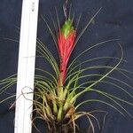 Tillandsia punctulata Egyéb