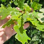 Quercus × rosacea Hoja