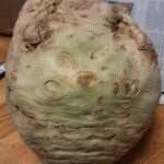 Apium graveolens その他の提案