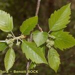 Karpatiosorbus remensis Sonstige