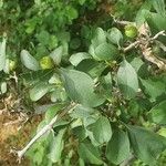 Vangueria madagascariensis Hoja
