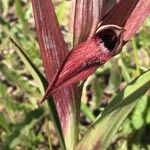 Serapias vomeracea Квітка