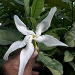 Tabernaemontana africana 花